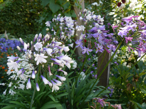 Verschiedene Agapanthus Sorten in Privatgarten