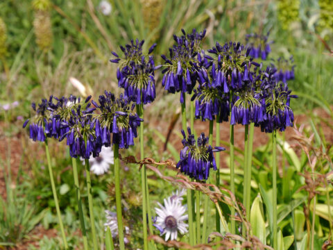 Agapanthus inapertus, und Berkheya, Nymans Garden, Südafrika -Beet