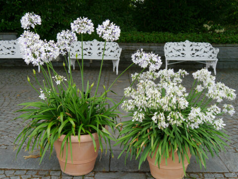 Agapanthus africanus 'Twister' und Agapanthus praecox 'Snowstorm', Insel Mainau