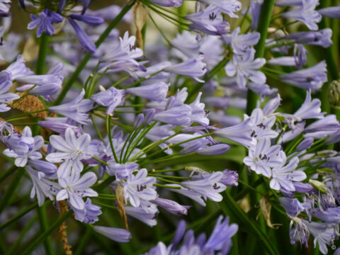 Agapanthus hybridus 'Blue Storm'