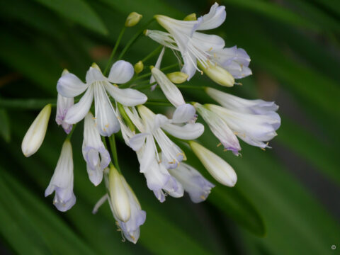 Agapanthus praecox  'Snowstorm', Insel Mainau