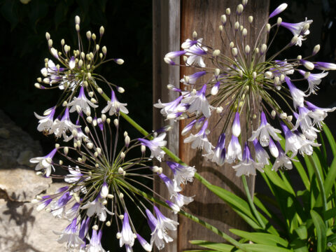 Agapanthus africanus 'Twister' in Wurzerlsgarten