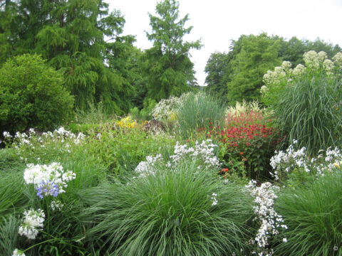 Agapanthus africanus 'Windsor Grey', Insel Mainau, GdS-Beet