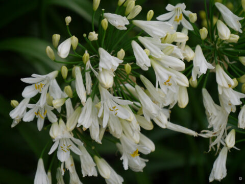 Agapanthus hybridus 'Summer Love White'