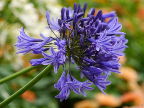 Agapanthus africanus 'Johanna Gärtner', Afrikanische Schmucklilie, Insel Mainau