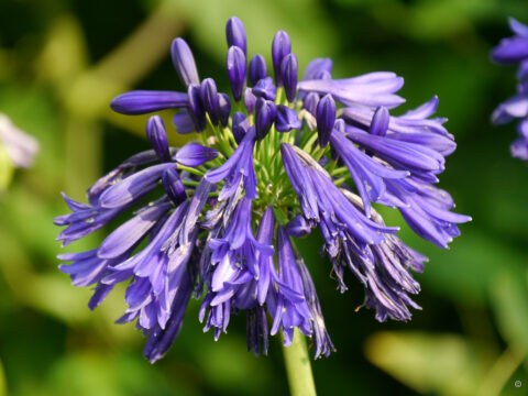 Agapanthus 'Marchant Cobald Cracker', Berggarten Hannover