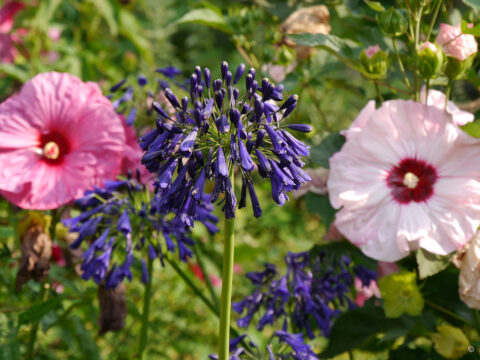 Agapanthus inapertus und Hibiscus