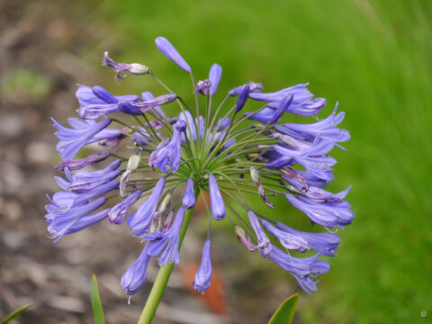 Agapanthus nutans, Wakehurst, GB