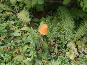 Im Färbergarten von Corinna Brammer