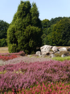 Heidegarten Schneverdingen