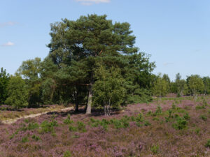 Fahrt durch die blühende Lüneburger Heide