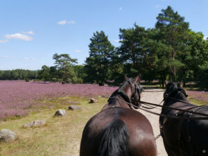 Fahrt durch die blühende Lüneburger Heide