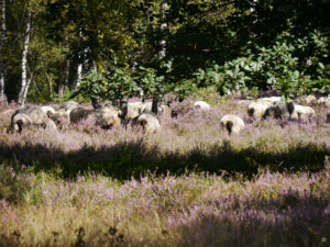Fahrt durch die blühende Lüneburger Heide