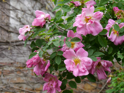 Rosa 'Marguerite Hilling', Rosengarten Anita Böhm-Krutzinna