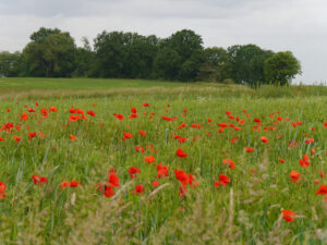 Landschaft mit rotem Mohn kurz vor Frielendorf