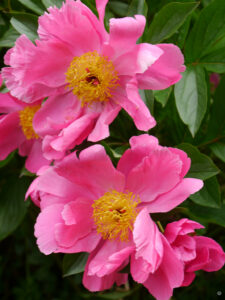 Paeonia 'Dancing Butterfly' im Rosengarten von Anita Böhm-Krutzina