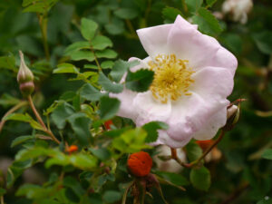 Rosa 'Dresdner Barock', Rosengarten Anita Böhm-Krutzinna