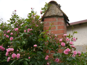 Rosa 'Frau Eva Schubert', Rosengarten Anita Böhm-Krutzinna