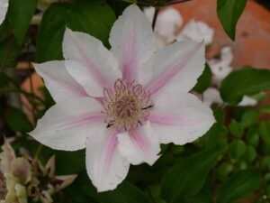 Clematis 'Piilu', Rosengarten Anita Böhm-Krutzinna