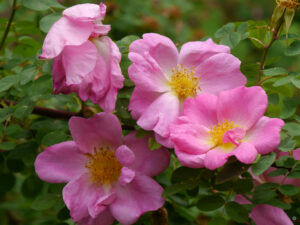 Rosa 'Marguerite Hilling', Anita Böhm-Krutzinna