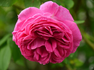 Rosa 'Eliska Krasnohorska', Anita Böhm-Krutzinna