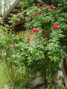 Die Strauchrose 'Soul' im Garten Anita Böhm-Krutzinna