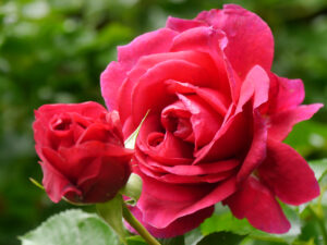 Die Strauchrose 'Soul' im Garten Anita Böhm-Krutzinna
