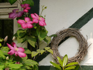 Clematis 'Ville de Lyon', Anita Böhm-Krutzinna 