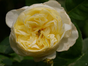 Rose 'Vanessa Bell', Anita Böhm-Krutzinna 