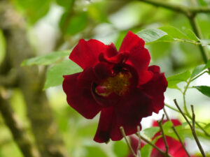 Kletterrose 'Crimson Conquest' (Chaplin brothers, 1931). Sie duftet fruchtig, ist gesund und blüht leicht nach, Garten Anita Böhm-Krutzinna 
