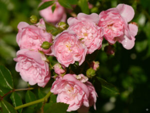 Rosa 'The Fairy' gezüchtet von Ann Betall aus dem Buch "Rosenzüchterinnen"