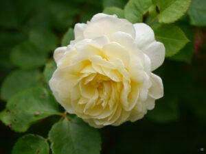 Rosa 'In Memoriam, gezüchtet von Andrea Braun