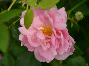Rosa 'Kir Royal', Garten Anita Böhm-Krutzinna