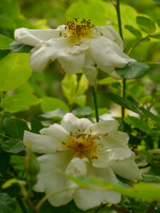 Rosa 'Nevada', Rosengarten Anita Böhm-Krutzinna