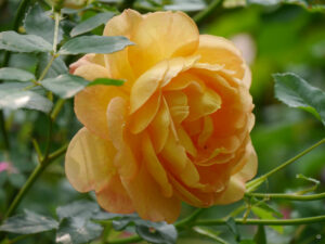 Rosa 'Golden Celebration', Rosengarten Anita Böhm-Krutzinna