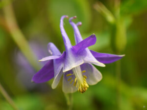 Aquilegia vulgaris im Rosengarten Anita Böhm Krutzinna
