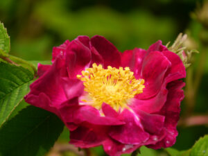 Gallicarose unter dem Namen 'La Belle Sultane'