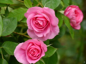 Rose ist 'Gertrud Jekyll' (Austin, 1986), die wunderbar nach Damaszenerrosen duftet. Anita Böhm-Krutzinna