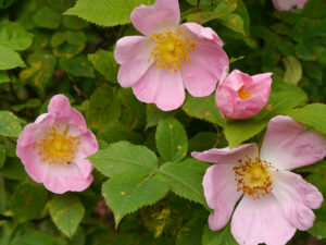 Rosa 'Complicata' im Rosengarten von Anita Böhm-Krutzinna