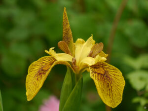 Irisblüten im Rosengarten Anita Böhm-Krutzinna 