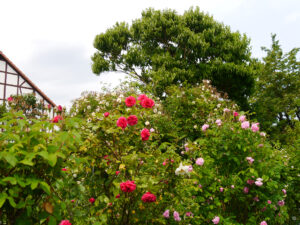 Rose 'La Laguna', Sieben Söhne des Himmels Baum, Heptacodium miconioides, Rose 'Ispahan' im Rosengarten Anita Böhm-Krutzinna