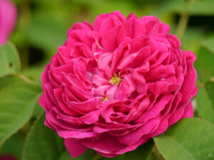 Rose 'La Laguna', Rosengarten Anita Böhm-Krutzinna