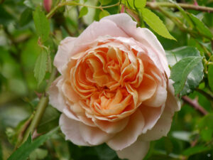 apricotfarbene Kletterrose Rosa 'Colette', (Meilland 1994). Garten Anita Böhm-Krutzinna 