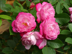 Rosa 'Sophie's Perpetual'. (Paul 1921) eine wunderschöne, öfterblühende, gesunde Rose, Garten Anita Böhm-Krutzinna 