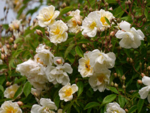 Rosa 'Lykkefund', Rosengarten Anita Böhm-Krutzinna