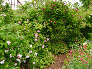 Im Rosengarten von Anita Böhm-Krutzinna 