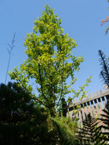 Auch der Ginkgo biloba im Vorgarten bekommt einen Formschnitt. 