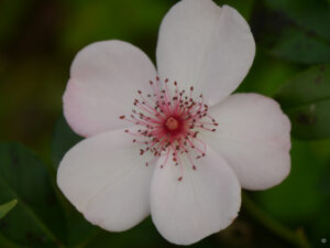 Rosa 'Sweet Pretty', Wurzerlsgarten