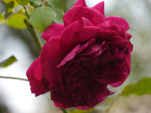 Rosa 'Munstead Wood', Wurzerlsgarten