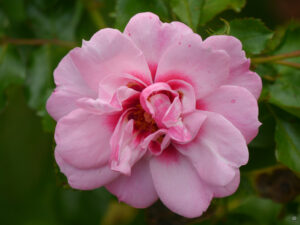 Rosa 'Bright Eyes', Wurzerlsgarten